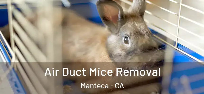 Air Duct Mice Removal Manteca - CA